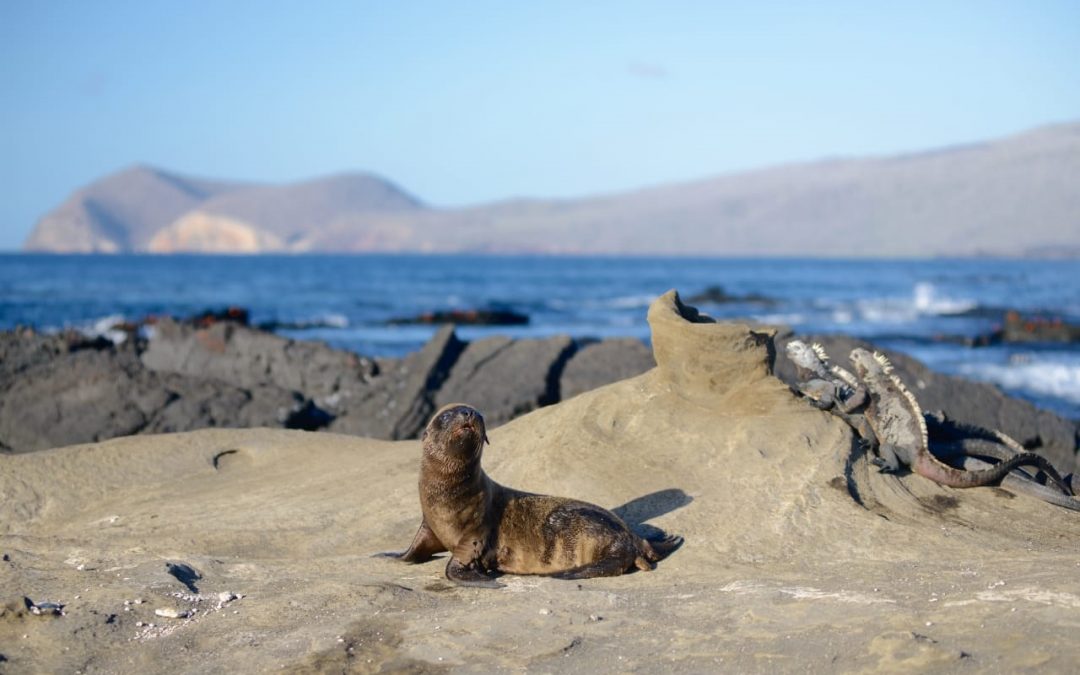 Wildlife in Galapagos