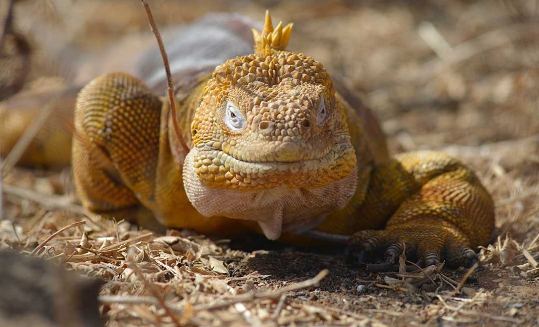 explore galapagos islands