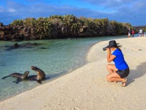 Photo shooting of a couple of sea lions.