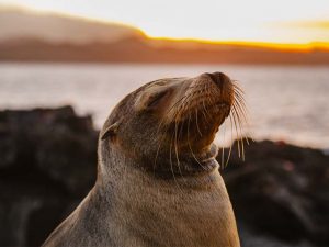 Practice incredible activities aboard the Elite Catamaran